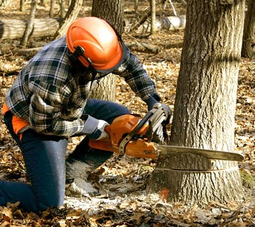 Tree Removal in Fayetteville, TX
